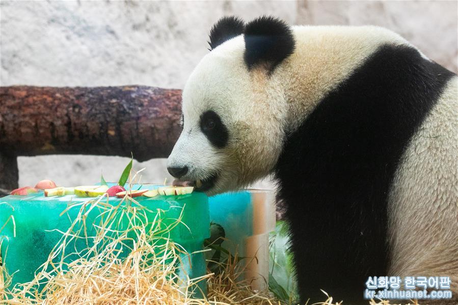 （国际）（5）莫斯科动物园为大熊猫“如意”和“丁丁”庆生