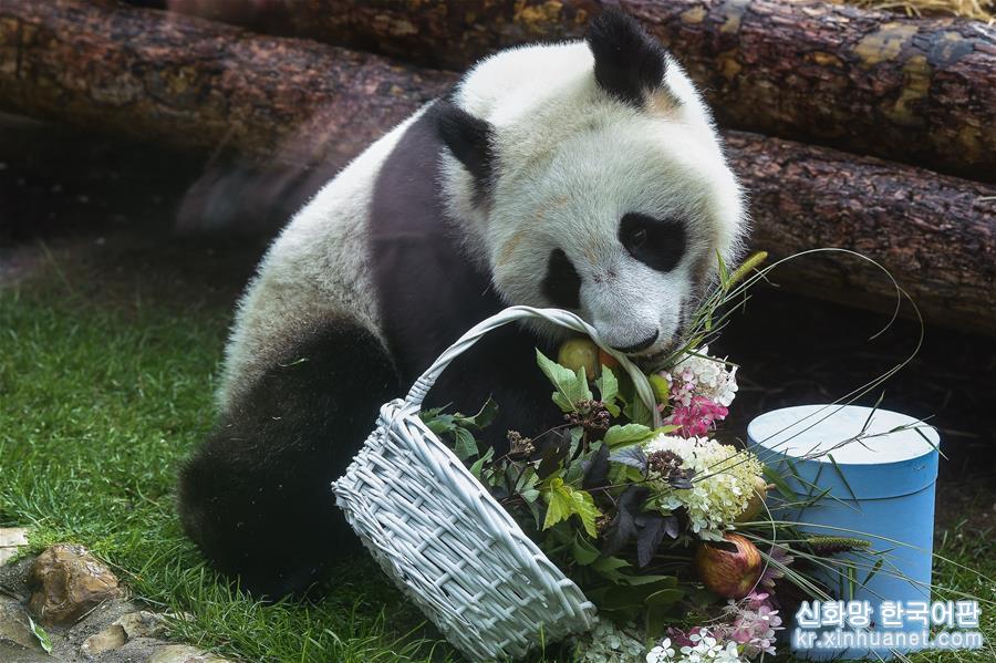 （国际）（4）莫斯科动物园为大熊猫“如意”和“丁丁”庆生