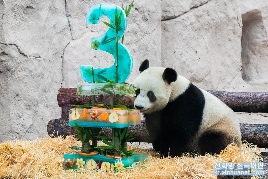 （国际）（9）莫斯科动物园为大熊猫“如意”和“丁丁”庆生