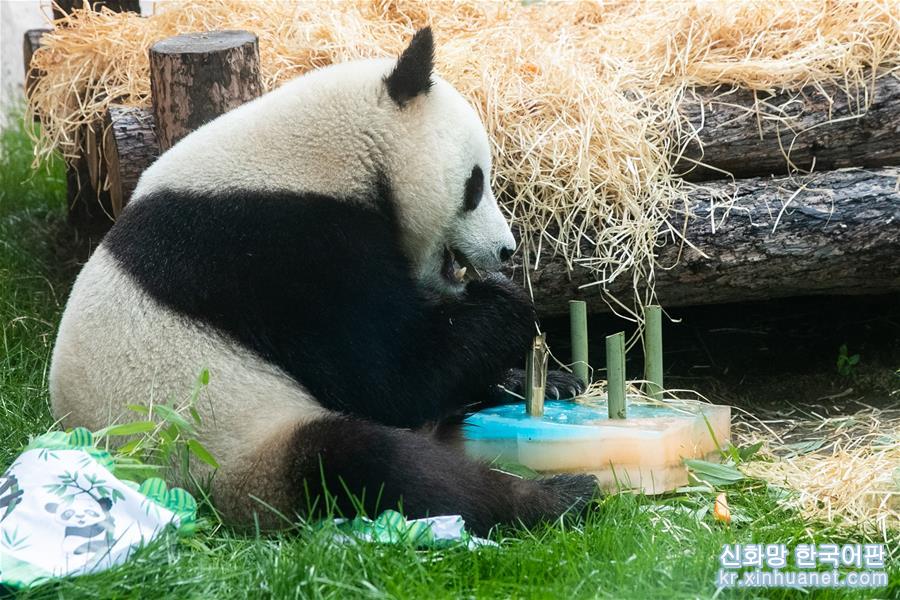 （国际）（7）莫斯科动物园为大熊猫“如意”和“丁丁”庆生
