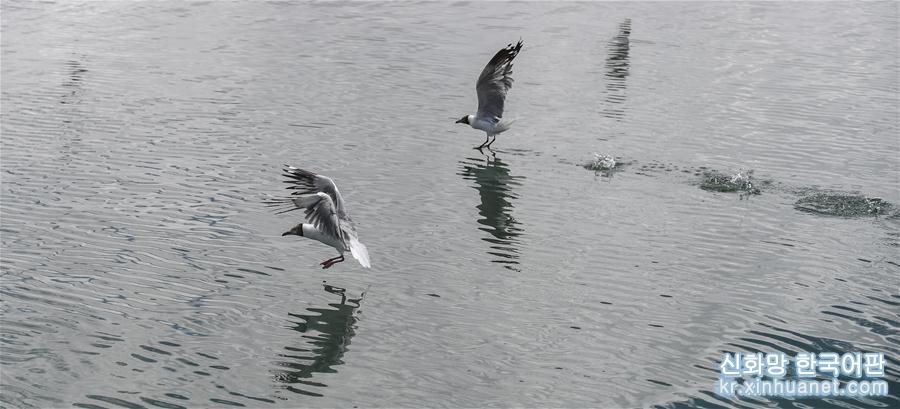 （环境）（2）班公湖上水鸟欢