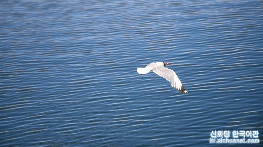 （环境）（4）班公湖上水鸟欢