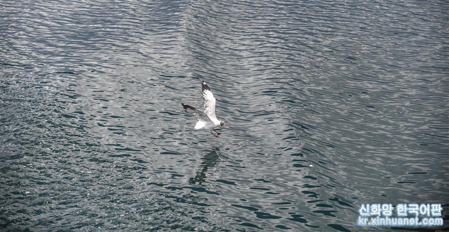 （環境）（5）班公湖上水鳥歡