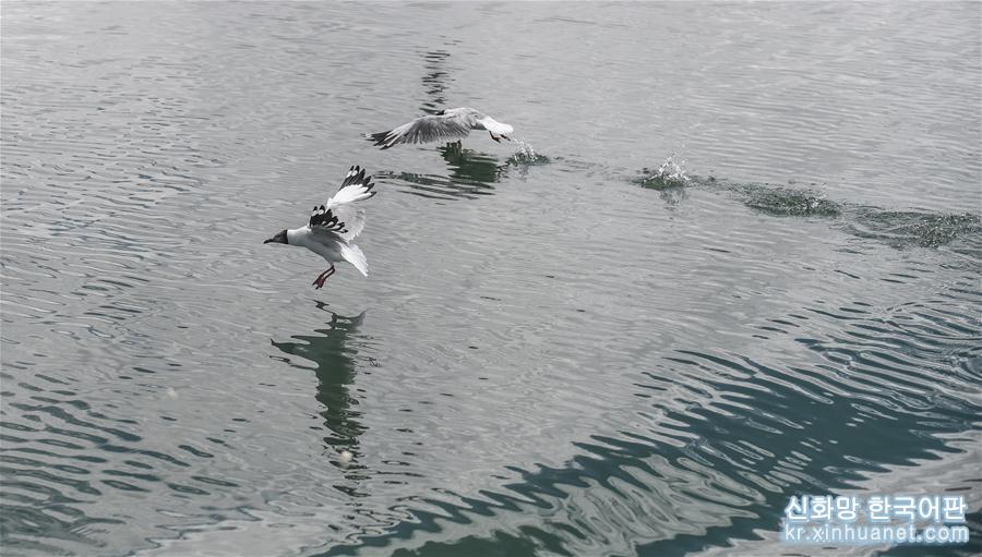 （环境）（6）班公湖上水鸟欢