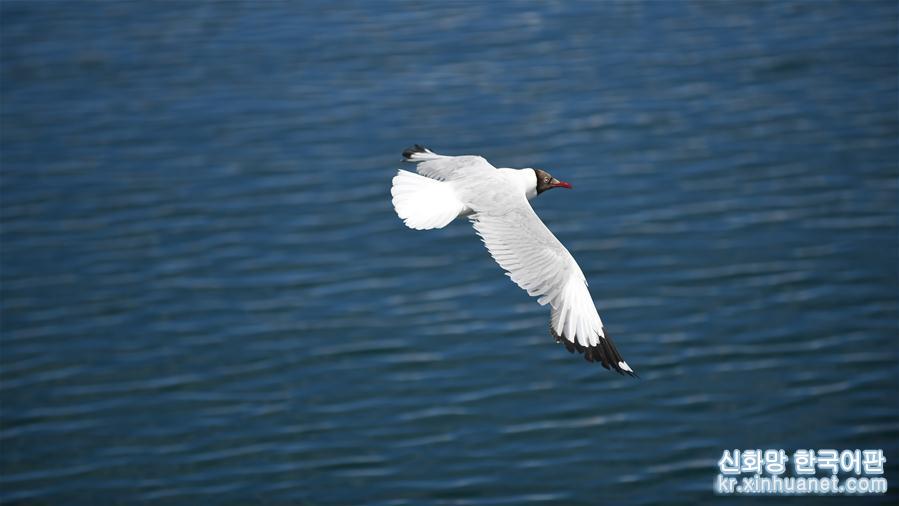 （环境）（7）班公湖上水鸟欢