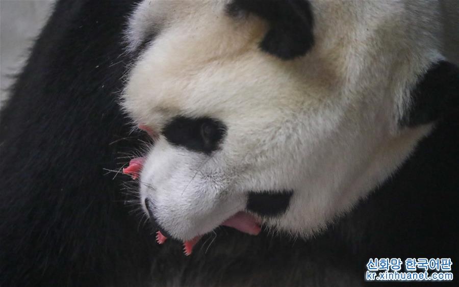 （新华视界）（2）旅比大熊猫“好好”产下龙凤胎
