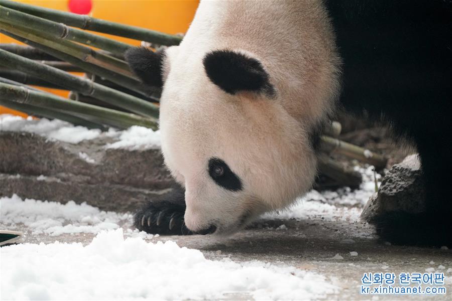 （新华视界）（1）大熊猫思嘉的“生日派对”