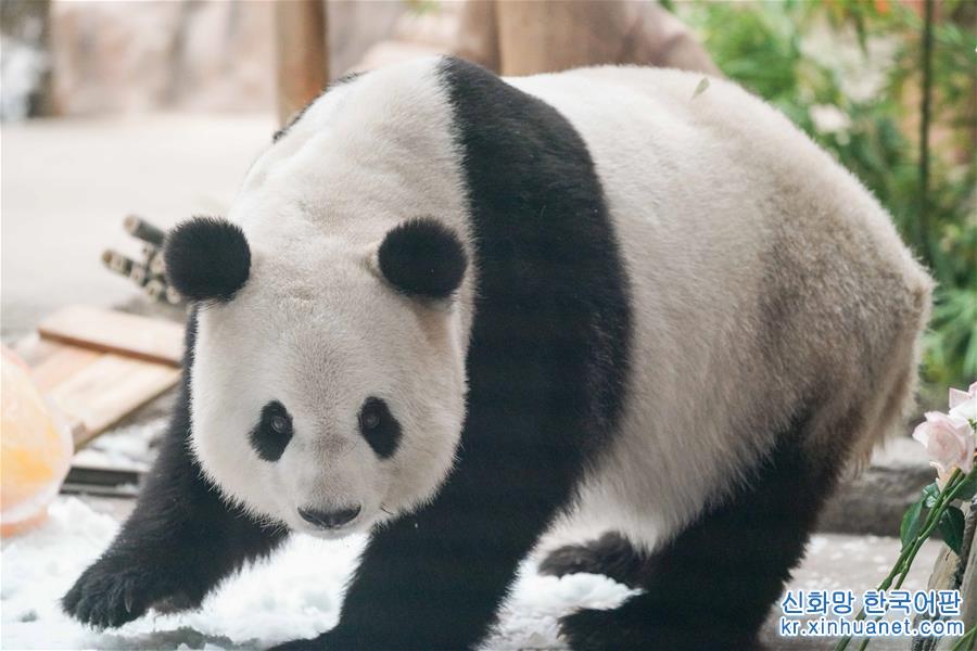 （新华视界）（8）大熊猫思嘉的“生日派对”