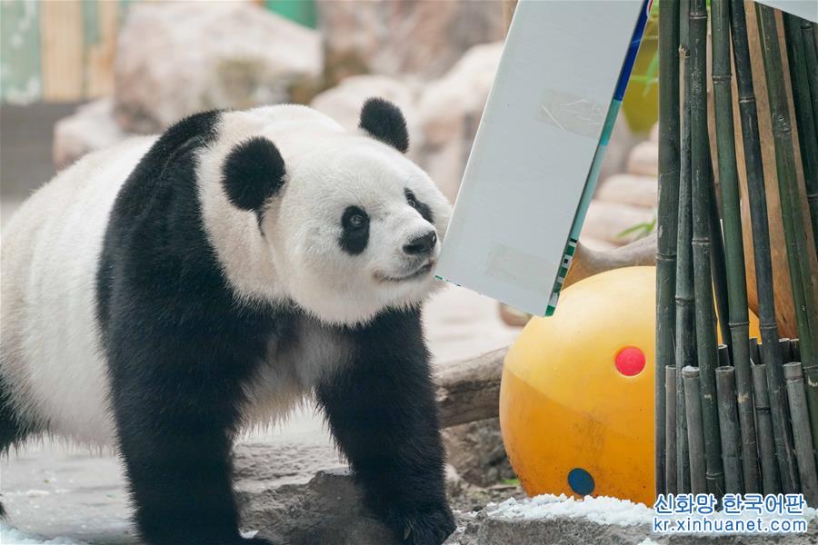 （社会）（12）大熊猫思嘉的“生日派对”