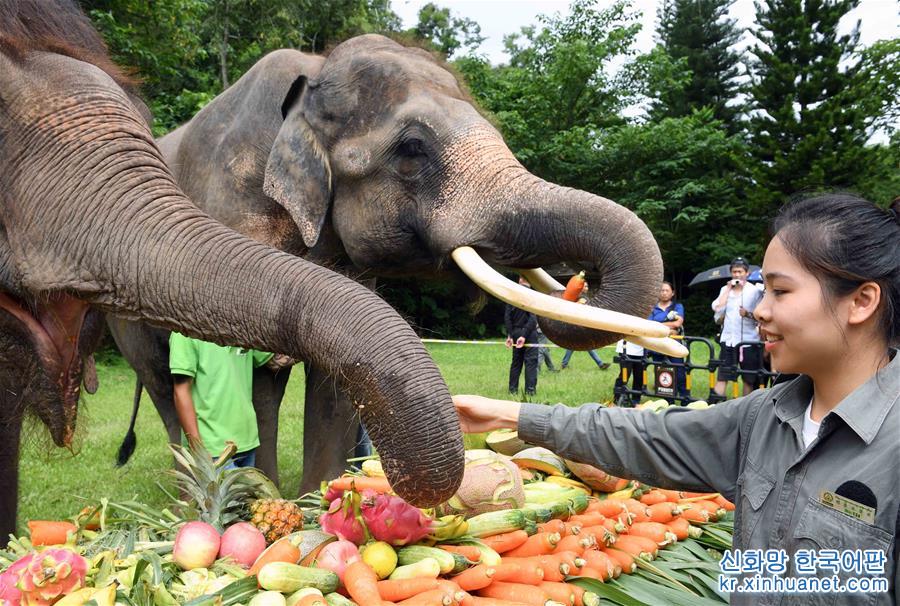 （社会）（3）西双版纳举行关爱亚洲象公益活动