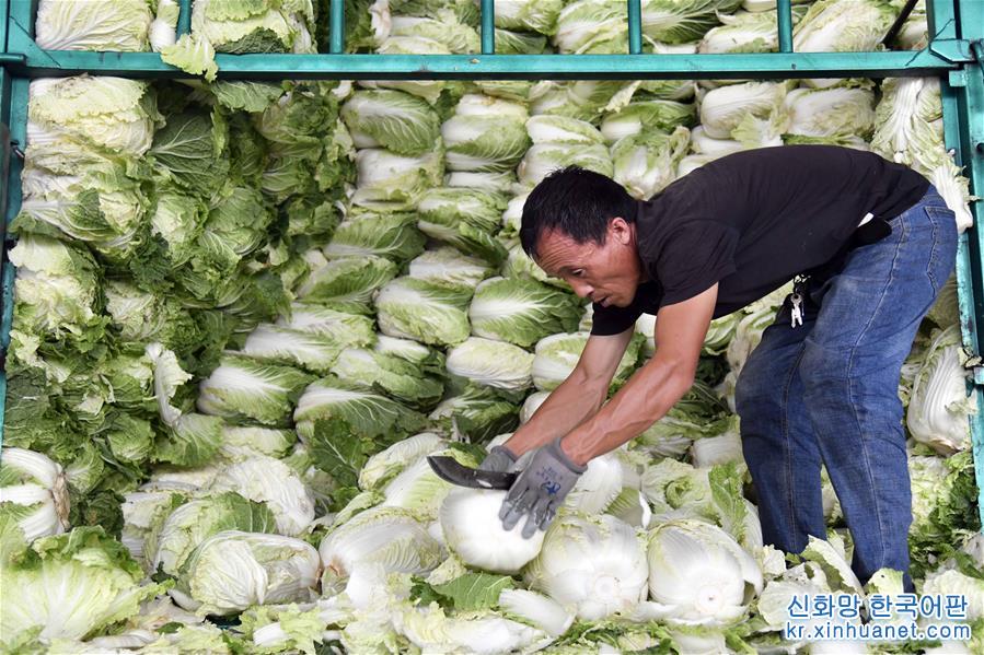 （關注“利奇馬”）（1）山東壽光蔬菜供應平穩 價格略漲