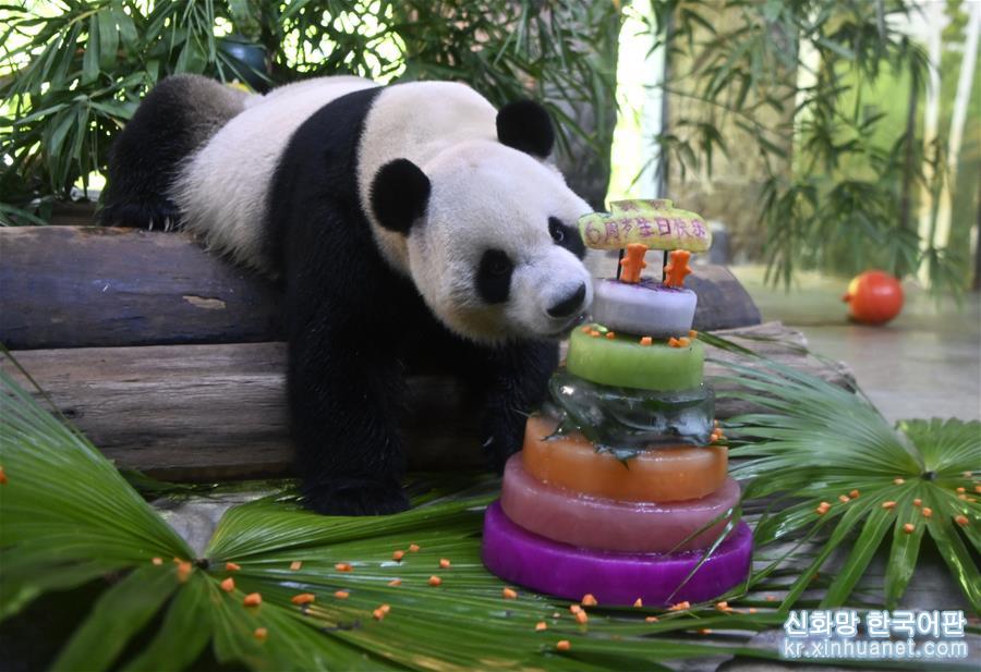 （社會）（1）大熊貓兄弟的“生日派對”