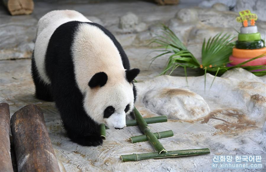 （社会）（4）大熊猫兄弟的“生日派对”