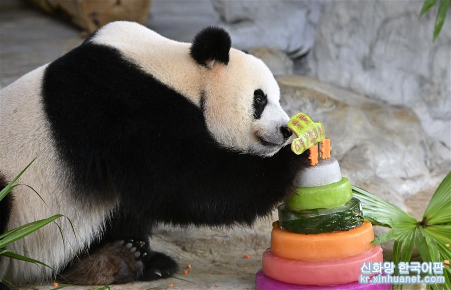 （社会）（5）大熊猫兄弟的“生日派对”