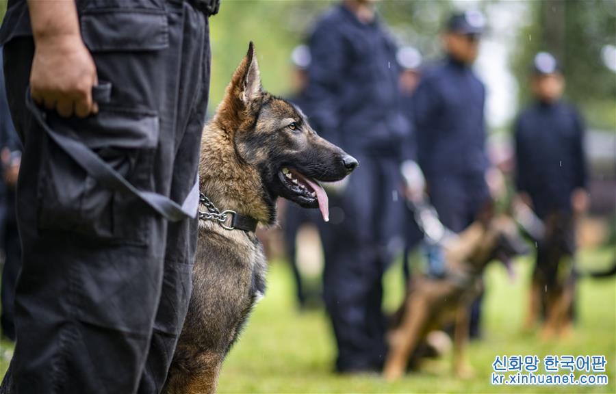 （社會）（1）我國首只警用工作克隆犬“昆勳”入警