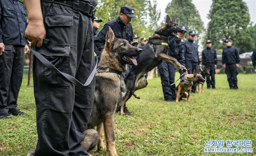 （社会）（5）我国首只警用工作克隆犬“昆勋”入警