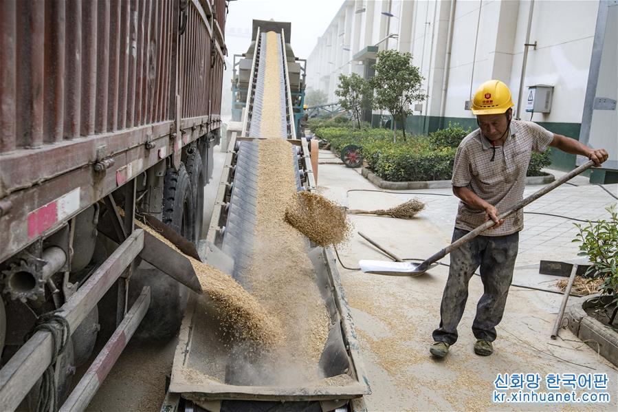 （经济）（1）湖北江汉平原：中晚籼稻收粮忙