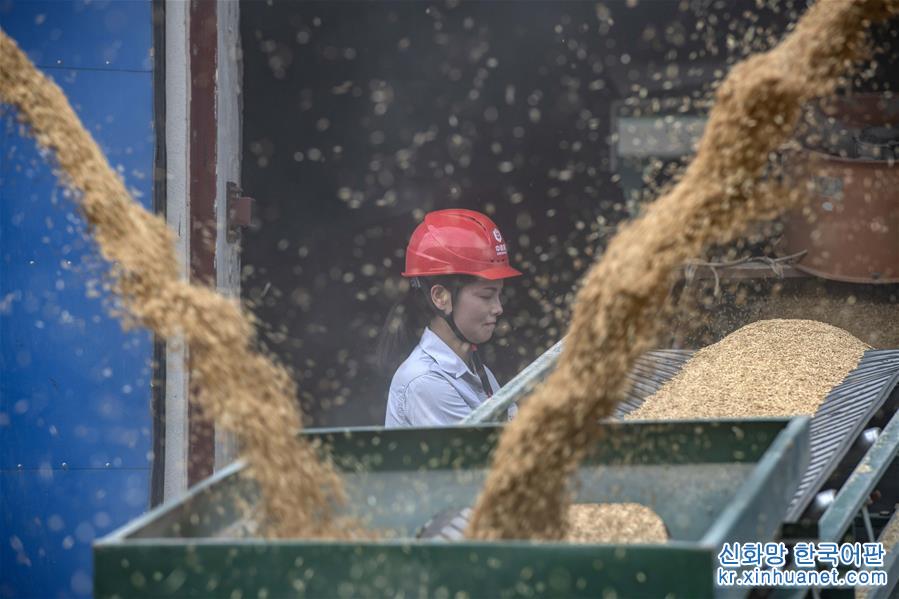 （經濟）（3）湖北江漢平原：中晚秈稻收糧忙