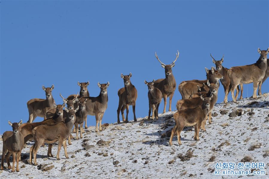 （圖文互動）（1）監測顯示：甘肅鹽池灣保護區十年新增瀕危動物白唇鹿190頭