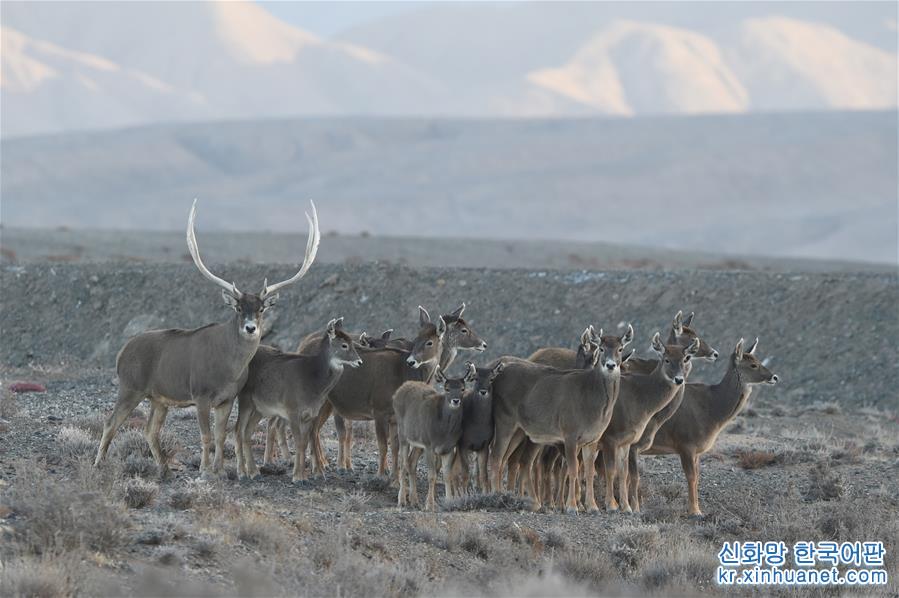 （图文互动）（2）监测显示：甘肃盐池湾保护区十年新增濒危动物白唇鹿190头
