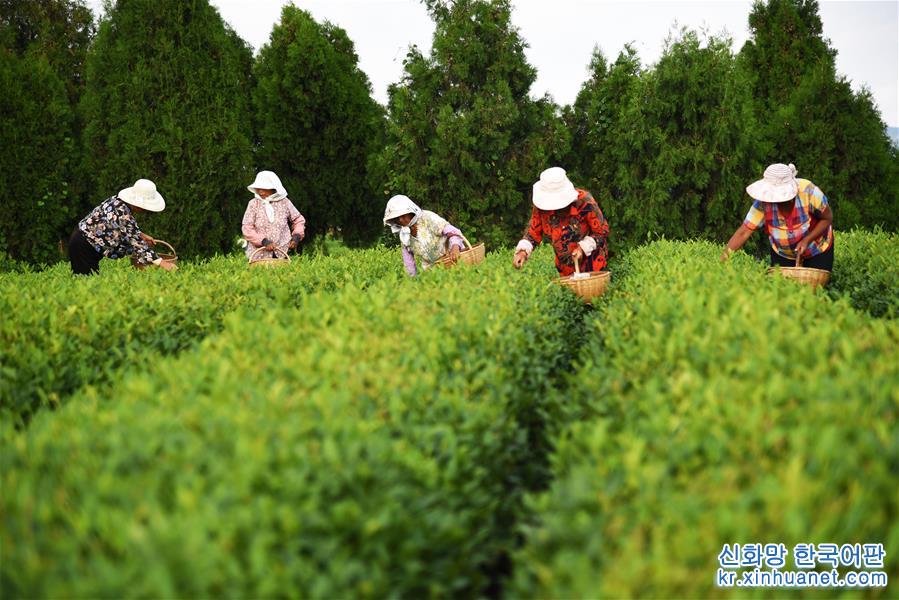 （經濟）（1）山東日照：秋茶採摘忙