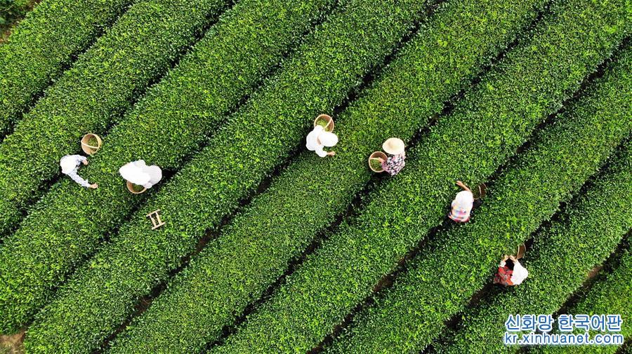 （經濟）（5）山東日照：秋茶採摘忙