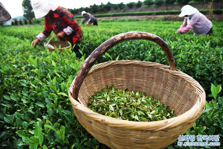 （經濟）（4）山東日照：秋茶採摘忙