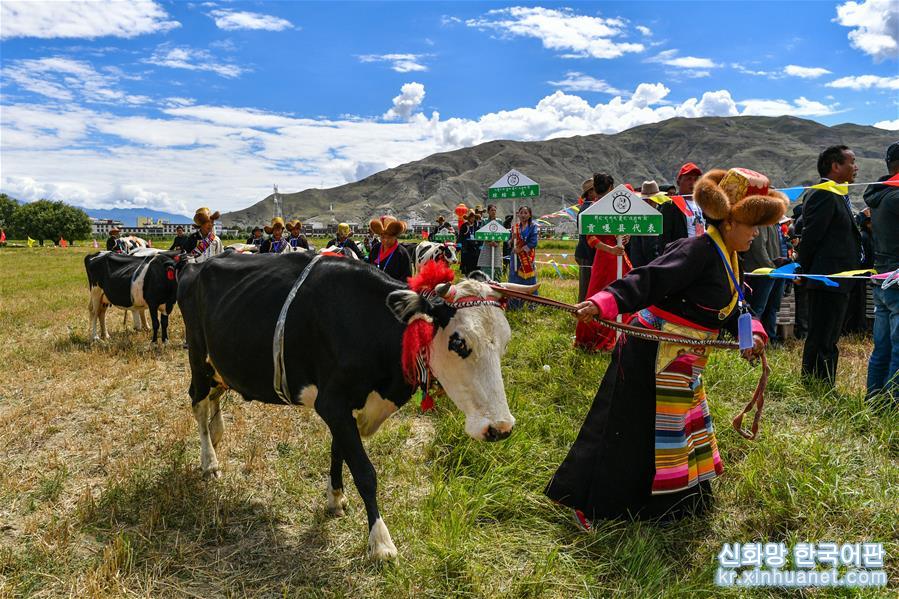 （社会）（9）西藏欢庆“丰收节”