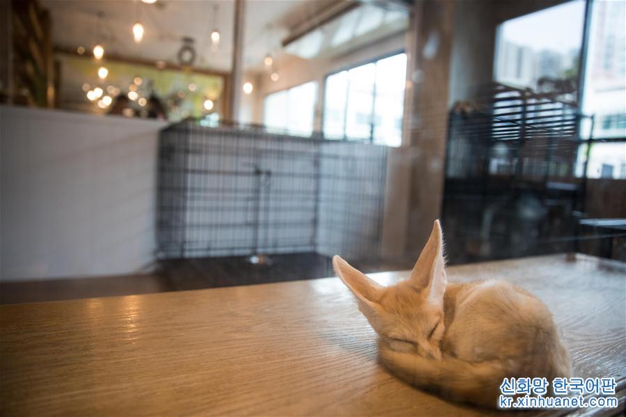 （国际）（2）探访曼谷动物咖啡馆 