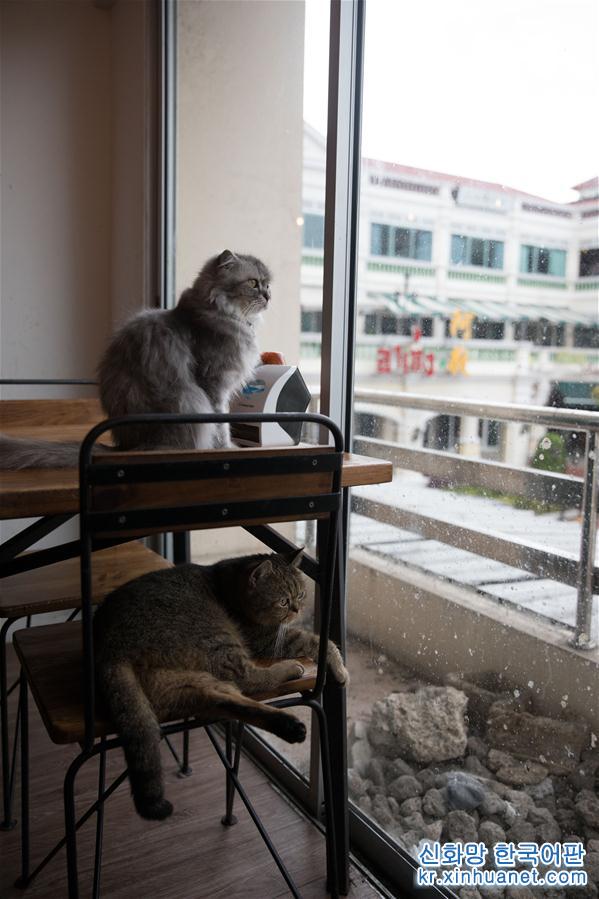 （国际）（6）探访曼谷动物咖啡馆 