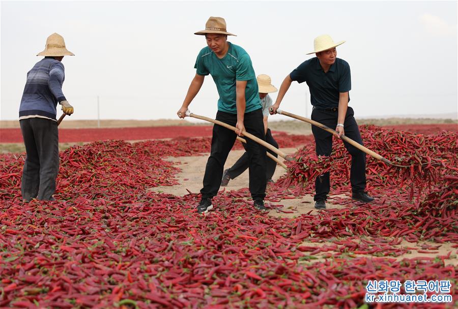 （經濟）（1）甘肅高臺：辣椒火紅慶豐收