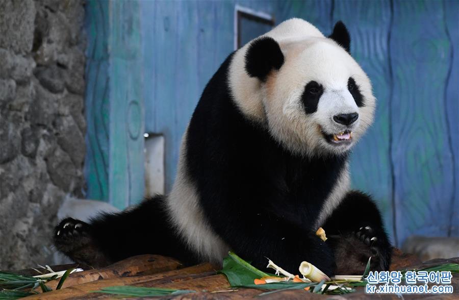 （社会）（7）海口：大熊猫品月饼过中秋