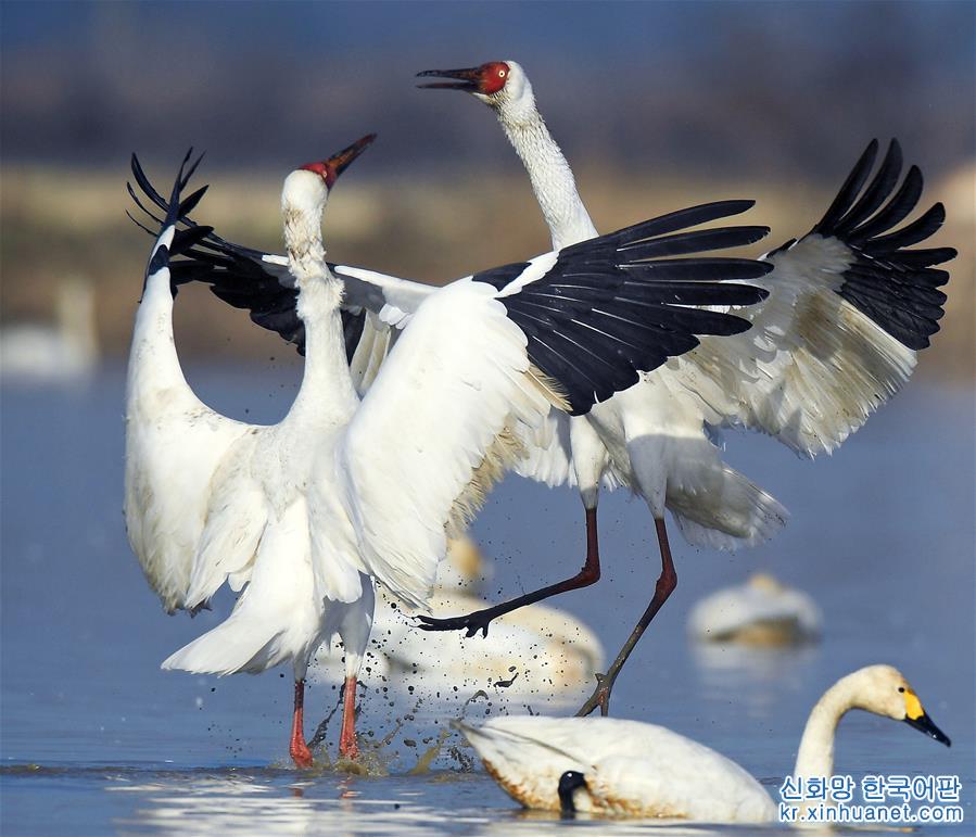 （红土地“往事新说”·图文互动）（3）“世界最大白鹤群”朋友圈在扩大