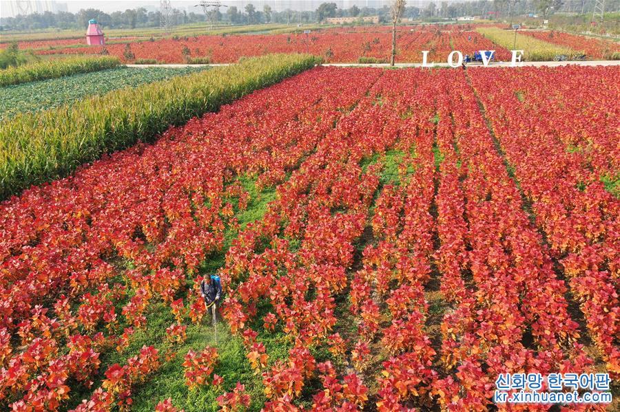 （社會）（2）山西太原：花卉産業助增收