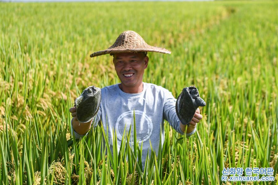 （经济）（3）山村生态稻米迎丰收