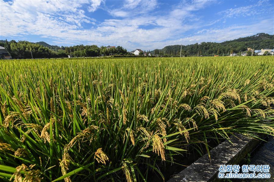 （经济）（5）山村生态稻米迎丰收