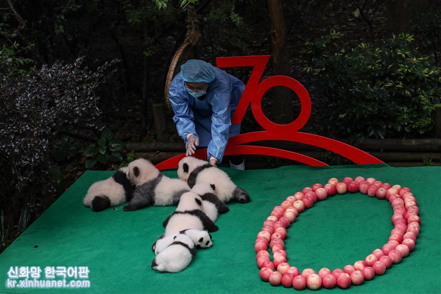 （社会）（1）成都：7只新生大熊猫齐亮相