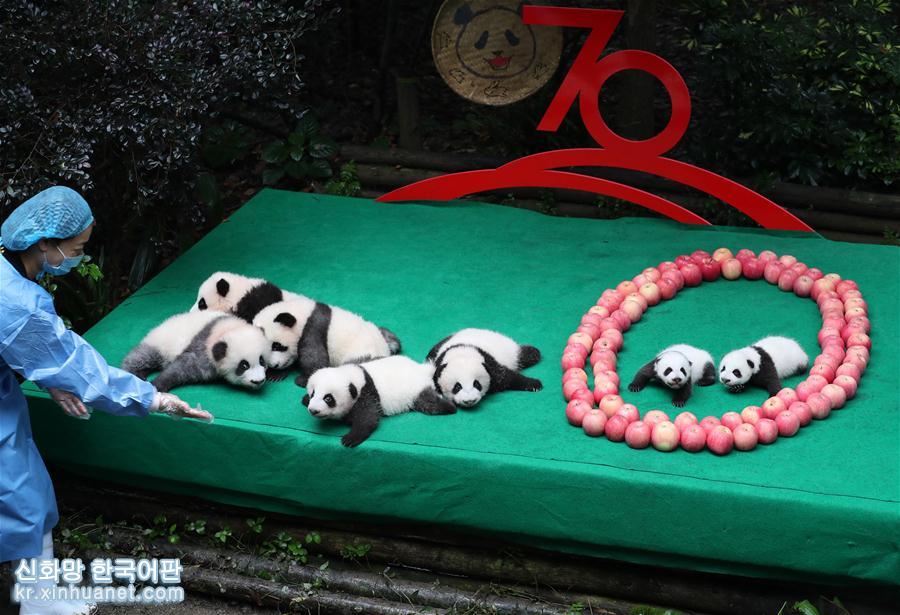 （社会）（2）成都：7只新生大熊猫齐亮相