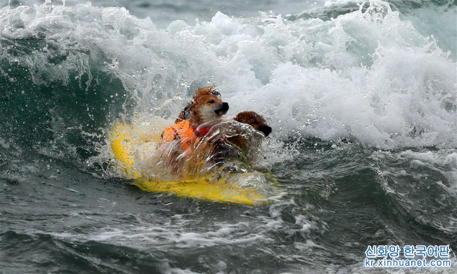 （体育）（1）狗狗冲浪