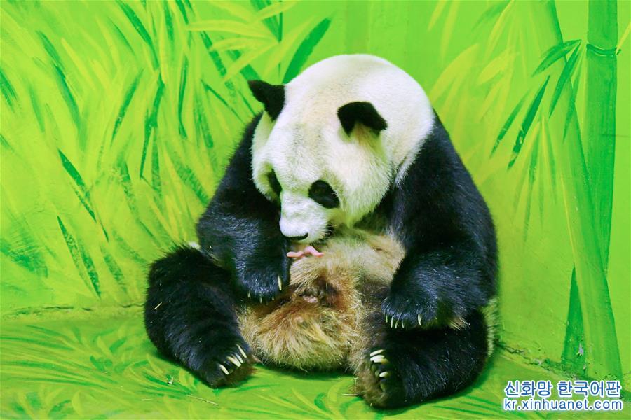 （社會）（1）廣州：大熊貓添丁