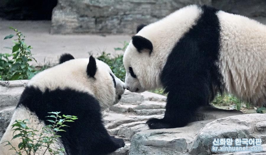 （社会）（1）双胞胎大熊猫“萌宝”和“萌玉”落户北京动物园