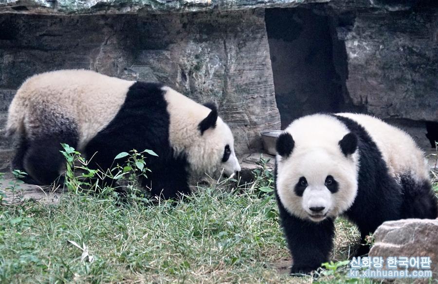 （社会）（4）双胞胎大熊猫“萌宝”和“萌玉”落户北京动物园