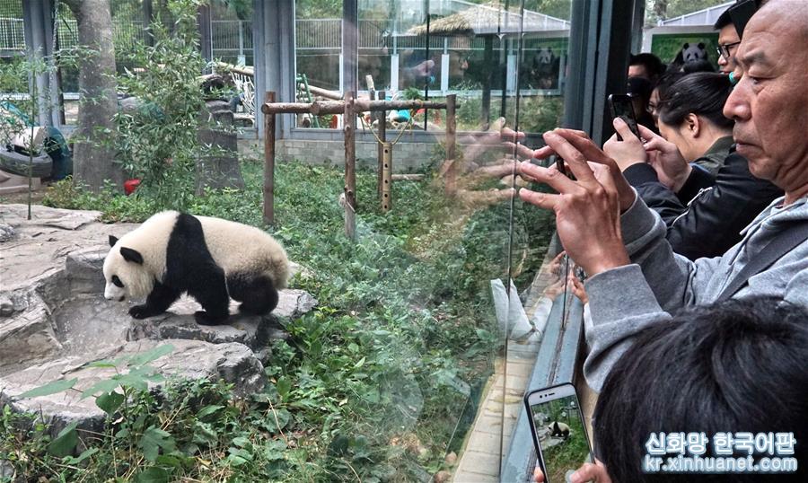 （社会）（2）双胞胎大熊猫“萌宝”和“萌玉”落户北京动物园