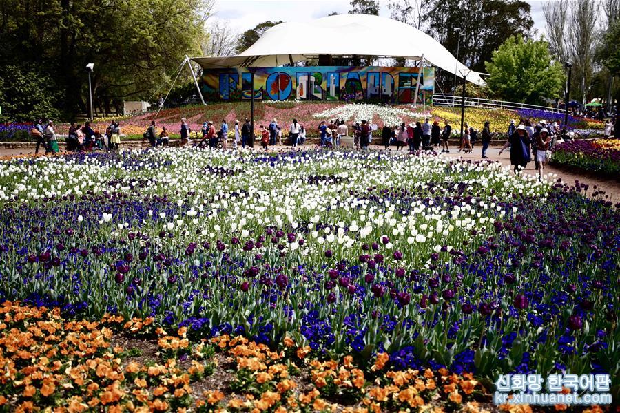 （国际）（6）澳大利亚最大花展在堪培拉闭幕