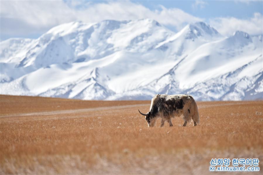 （美丽中国）（2）西藏：秋日夏岗江雪山