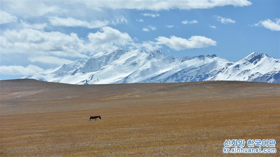 （美丽中国）（4）西藏：秋日夏岗江雪山