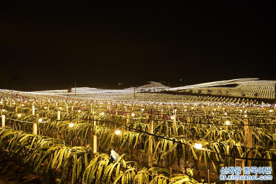 （经济）（3）广西隆安：现代农业“点亮”绿色田园