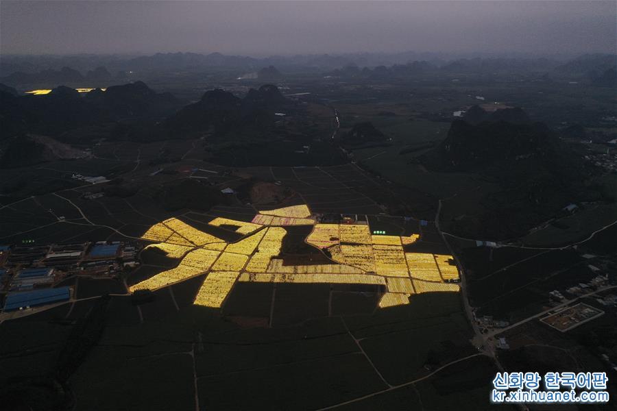 （经济）（4）广西隆安：现代农业“点亮”绿色田园