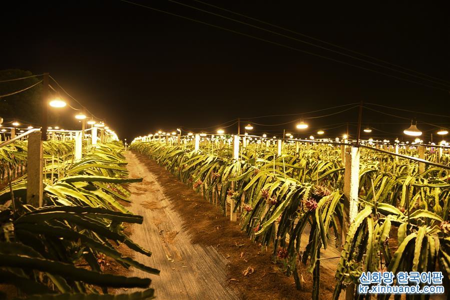 （新华视界）（4）广西隆安：现代农业“点亮”绿色田园
