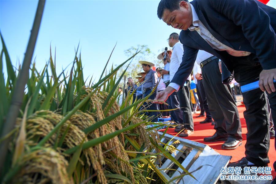 （图文互动）（5）1046.3公斤！袁隆平第三代杂交水稻首次公开测产